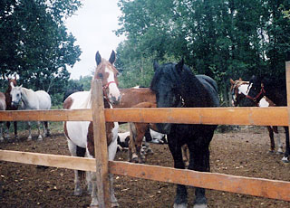 Horse boarding at our Pine River Stable