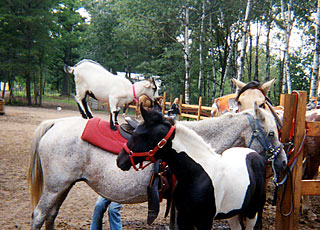 Goat standing on the back of one of our riding horses