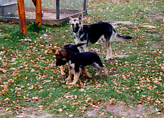 rottweilers for sale in mn rottweiler for sale minnesota photo rottweilers for sale in mn rottweiler for sale minnesota photo