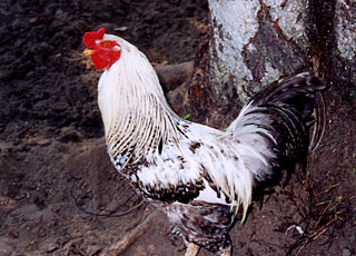 Beautiful black and white rooster