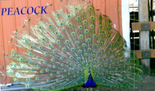 File:Ghi, pettingzoo (escaped peacock meets school pecock!)5.jpg